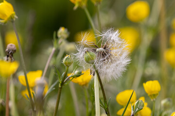 Pusteblume
