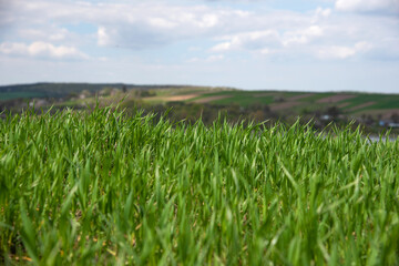 Obraz premium fresh green wheat, barley, rapeseed, oats growing in the field, blue sky