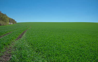 fresh green wheat, barley, rapeseed, oats growing in the field, blue sky