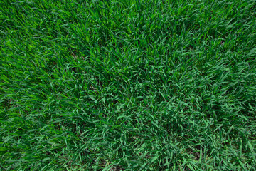 fresh green grass growing on field isolated