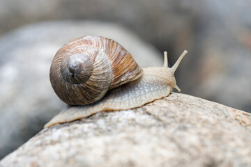 Weinbergschnecke im Steingarten