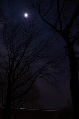 Zwei dunkle Bäume bei Mondlicht mit Lichtstreifen im Hintergrund