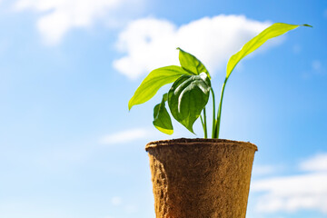 Young green sprout close-up against the blue sky.