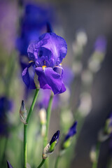 Beautiful fresh purple iris bud (focus on flower, bokeh background) Vertical photo