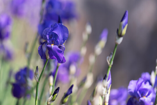 Beautiful purple iris flower bud (Selective focus, bokeh)