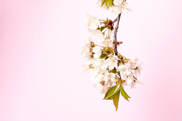 Blossoming cherry twig on pastel pink background