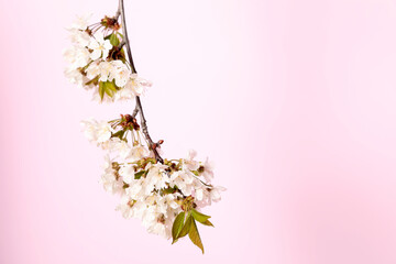 Blossoming cherry twig on pastel pink background