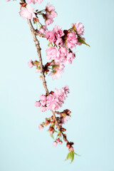 Flowering twig of sakura on pastel menthol background