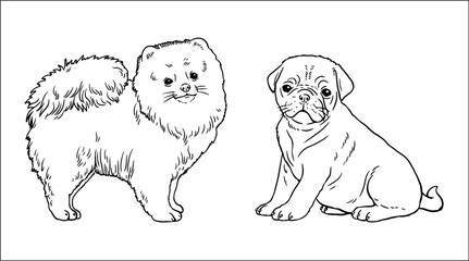 Pomeranian and pug. Cute dogs puppies. Coloring template. Vector illustration.