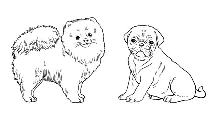 Pomeranian and pug. Cute dogs puppies. Coloring template. Digital illustration.	