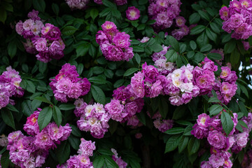 Flowers in a beautiful garden in Korea
