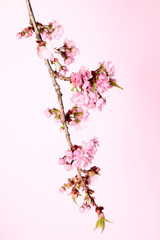 Flowering twig of sakura on pastel pink background