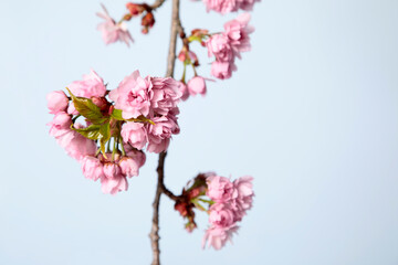 Flowering twig of sakura on pastel blue background