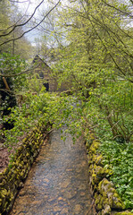 Wald im Nationalpark Eifel