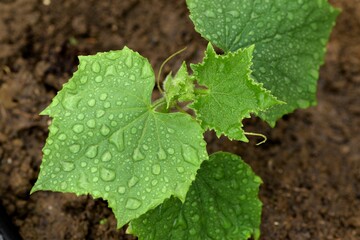 Cucumber  seedling planted in greenhouse, cucumber young plant on water drops.