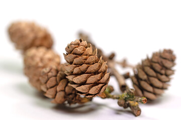 Reife Zapfen der Lärche, Larix, vor weißem Hintergrund