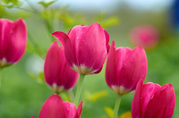 Group of red tulips on blured background
