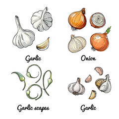 Vector food icons of vegetables and spices, herbs. Colored sketch of food products. Onion, garlic