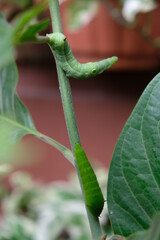 Close up of caterpillar on the branch.