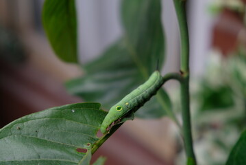 Close up of caterpillar on the branch.