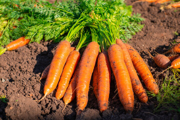 Harvest of fresh ripe organic carrot on the farn ground
 - obrazy, fototapety, plakaty