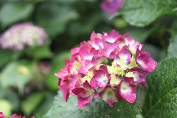 アジサイ 紫陽花 あじさい パープル ピンク 花 落ち着いた 美しい 綺麗 かわいい 落ち着いた 雨