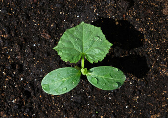Young seedling of cucumber sprout in ground, cultivation of cucumbers in greenhouse. Growing vegetables at home. Urban vegetables garden. Farming, agriculture. Black earth.