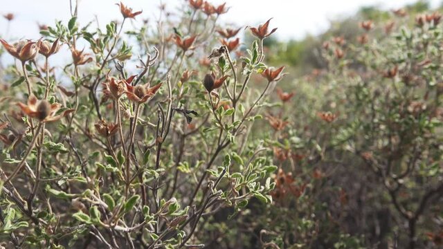 Rockrose (Cistus tauricus, endemic plant) - evergreen shrub, pubescent leaves, subtropical flora. Fruiting in August. Distilling into frankincense oil, sweet-smelling resin labdanum, perfume. Crimea