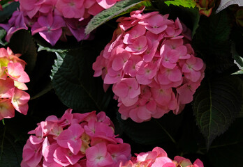 Beautiful hydrangea with inflorescences and green leaves in a Country Cottage Garden. Pink and purple petals hydrangea serrata flower, close up. Selective focus. Background for greeting card.