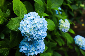 あじさい ブルー パープル ブルー 葉っぱ かわいい さわやか 雨 梅雨 美しい 綺麗 癒し 6月