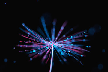 Macro Shot of Dandelion with water drops on neon background.