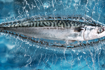 Falling Fresh Mackerel into water, splash effect.