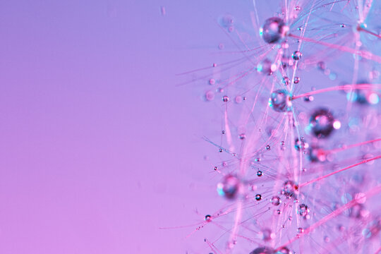 Macro Shot of Dandelion with water drops on neon background.