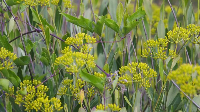 Thoroughwax (Bupleurum fruticosum, Umbellate) sun-loving evergreen shrub in the Crimea. Garigue (thicket of drought-resistant shrubbery) is typical biotope. Ornamental, verdant hedge in front garden