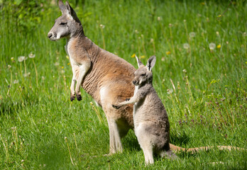 kangaroo and baby in the grass