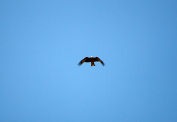 Young falcon is soaring in  air on coarse big wings, against background of bright spring blue sky.  predatory hawk flies in sky in search of mining.