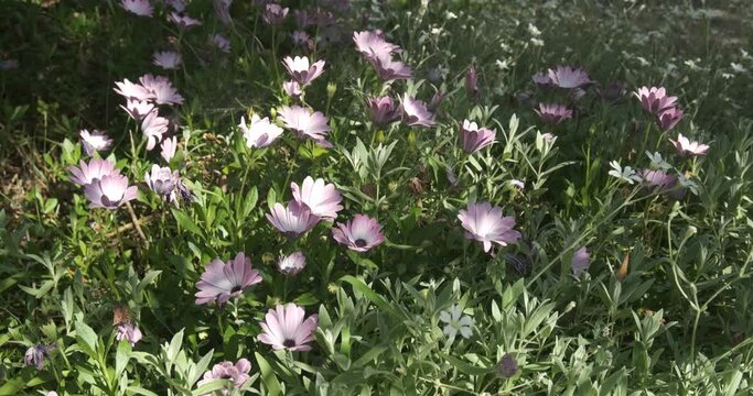 Dimorphoteca pluvialis or African daisy, pink flower.Spring flowering of a splendid Dimorfoteca plant. Close-up macro video shooting. Liguria, Italy.