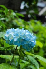 あじさい 紫陽花 アジサイ ブルー 青い 花びら かわいい 美しい 綺麗 かわいい 落ち着いた 雨 梅雨