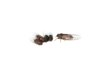 Cicadas isolated on a white background.