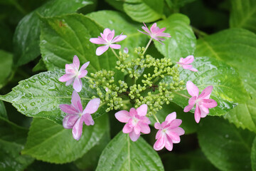 アジサイ 紫陽花 あじさい ピンク 美しい かわいい 綺麗 癒し 雨 梅雨 落ち着いた 