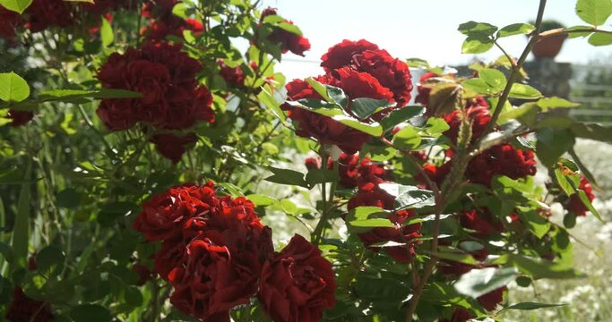 Bush of red roses in an Italian garden. Spectacular purple-red roses in bloom.Spring flowering with cluster rose flowers. Liguria, Italy.