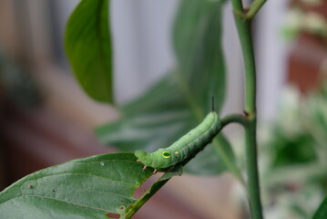 Fototapeta premium Close up of caterpillar on the branch.