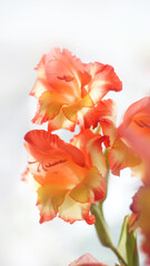 beautiful floral background gladioli red yellow flowers on light blurred