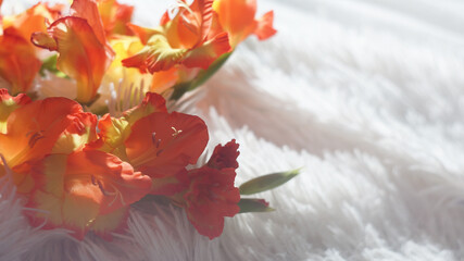 beautiful bouquet of red and yellow gladioli flowers on a light fluffy white bedspread. background for school, wedding, anniversary