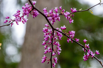 Blooming Red Bud