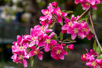 Gorgeous Spring Blooms