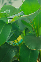 Tropical leaves foliage plant jungle bush floral arrangement nature backdrop
