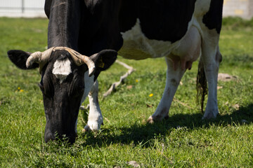 Black and white cow on a summer pasture eats a grass.