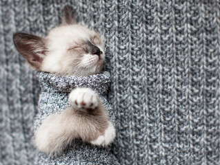 Kitten sleep on knitted plaid