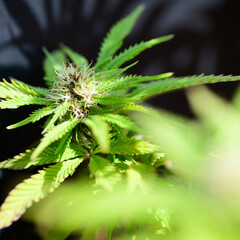 Vista de cerca de flores y hojas de marihuana (Cannabis)